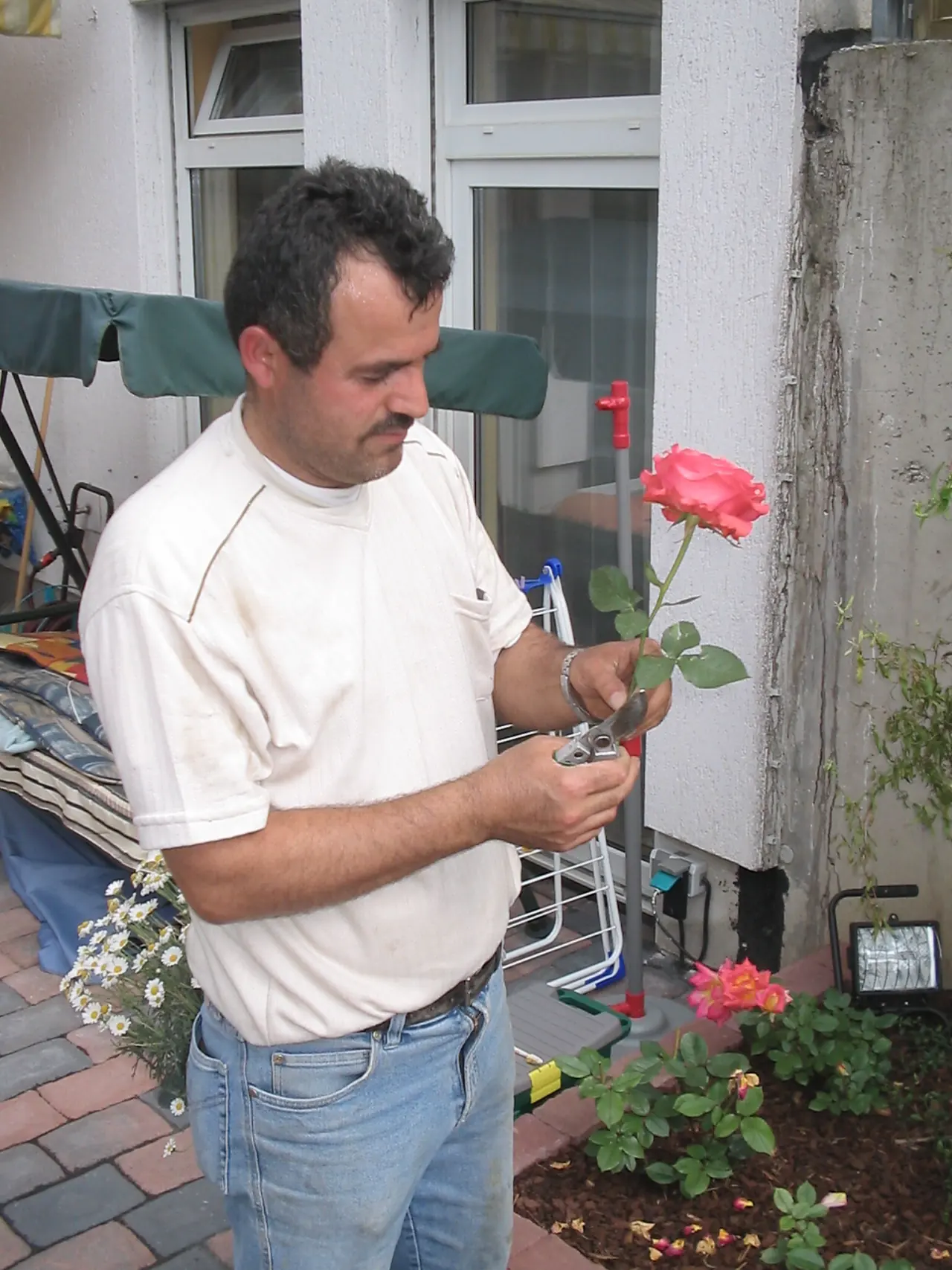 Ömer Beyazit schneidet eine Rose mit der Schere zurück