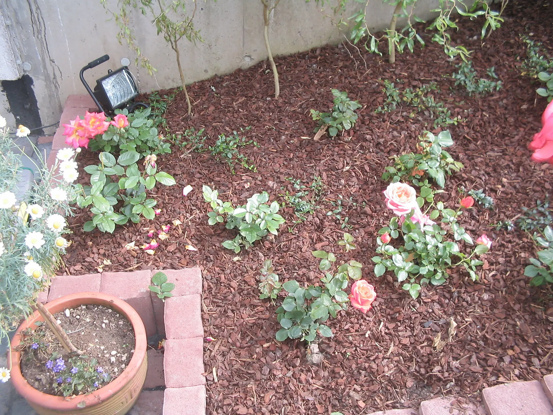 Frisch angelegtes Rosenbeet mit Rindenmulch und Beeteinfassung